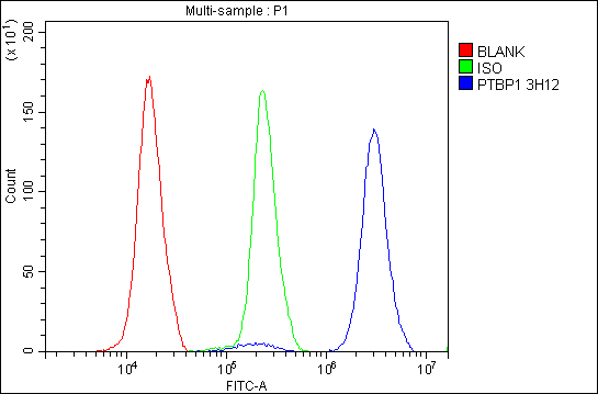 WB - Anti-PTBP1 Antibody Picoband™(monoclonal, 3H12) ABO14913